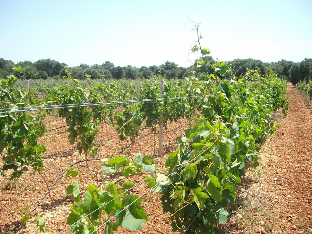 Masseria Nuova ξενώνας San Marzano di San Giuseppe Εξωτερικό φωτογραφία