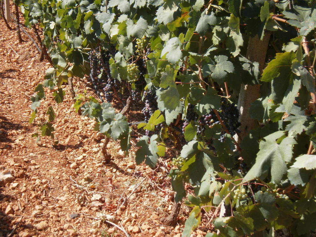 Masseria Nuova ξενώνας San Marzano di San Giuseppe Εξωτερικό φωτογραφία