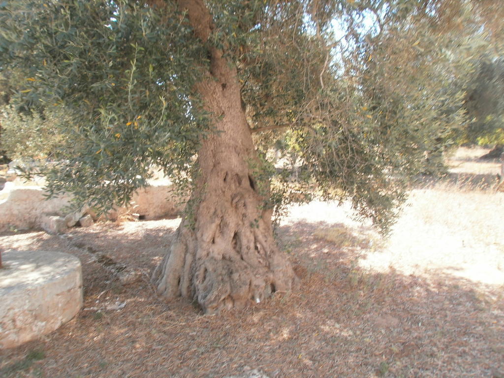 Masseria Nuova ξενώνας San Marzano di San Giuseppe Εξωτερικό φωτογραφία