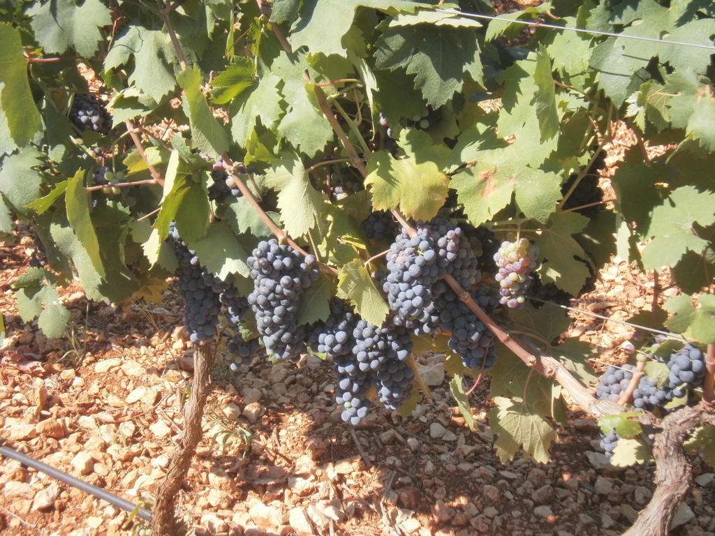 Masseria Nuova ξενώνας San Marzano di San Giuseppe Εξωτερικό φωτογραφία