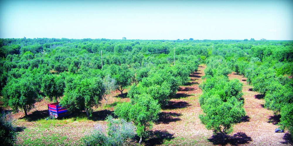 Masseria Nuova Francavilla Fontana Εξωτερικό φωτογραφία